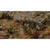 Gamers Grass Gamers Grass: lazeriniai augalai - Agave - Agawa