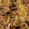Gamers Grass: Žolės kuokštai - 2 mm - Smėlio spalvos kuokštai (laukiniai)