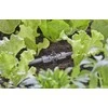 Jungtis Gardena mikro lašinimo sistemos T-gabalas 970607301