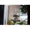 Garden&amp;Fun Window/stiklinė lesyklėlė paukščiams, skaidri, akrilinė, 14,8x6,7x15,5 cm, su siurbtukais