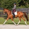 Garmin Blaze Equine wellness system