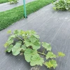 FLORALAND GREENMILL AGROPLĖVELĖ 1,0 x 5m 100g/m2 JUODA…