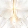 Guerlain Orchidee Imperiale Serum De Ojos, 15 ml