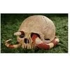 Exo Terra EXOTERRA - Cave Skull - (222.2055)
