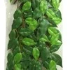 Hagen Fluval Exo Terra šilkinis fikusas terariumui 55cm
