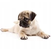 Happy Dog Naturcroq* Senior, 11kg