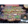 ROCK'N'RUBS Frontline Universalūs Prieskoniai "Don't Cry for Me Argentina", 100 g