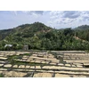 Hayb Kavos pupelės RWANDA MUHABURA FUNKY ANAEROBIC ESPRESSO 400g
