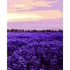 Hobby Maniak Tapyba pagal skaičius - Pietų Prancūzija