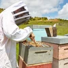 Honey New Zealand Haddrells Manuka medus UMF16+ MGO570+ 250g