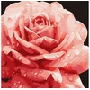 Ideyka Painting by numbers 40 x 40 cm KHO3236 Perfect Rose AP0095