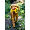 Šunų maistas - JOSERA Mother &amp; Puppy lašiša ir ryžiai 3kg
