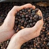Kavos pupelės Roastains Roastains Kosta Rika Cascara 250g