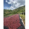 Kavos pupelės Muhabura Kavos pupelės RWANDA MUHABURA NATURAL ESPRESSO 1kg