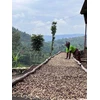 Kavos pupelės Muhabura Kavos pupelės RWANDA MUHABURA NATURAL ESPRESSO 1kg