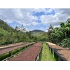 Kavos pupelės Muhabura Kavos pupelės RWANDA MUHABURA ROYAL ROBUSTA OMNIROAST 1kg