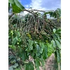 Kavos pupelės Muhabura Kavos pupelės RWANDA MUHABURA ROYAL ROBUSTA OMNIROAST 1kg