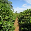 Kavos pupelės Świeżo Palona Kavos pupelės Brazil Cerrado Espresso 250g
