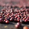 Roastains Skrudinta kava Kenia Raudona Fizz FILTRAS 250g