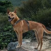 Kontext Petnešos šunims, juodos, su šviesą atspindinčiomis detalėmis, L dydis, kaklo apimtis 50-66 cm / krūtinės apimtis 57-87 cm
