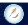Lavinamasis rinkinys Kosmos Saltwater Creatures