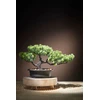 MICA BONSAI ARTIFICIAL IN A POT 33X21CM
