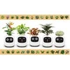 Kwiatydonice PlantsIO IVY Balta