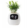 Kwiatydonice PlantsIO IVY Balta