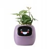 Kwiatydonice PlantsIO gebenė violetinė