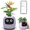 Kwiatydonice PlantsIO gebenė violetinė