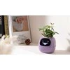 Kwiatydonice PlantsIO gebenė violetinė
