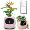 Kwiatydonice PlantsIO gebenė rožinė