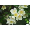 La Casa de los Aromas Flower Bouquet Jasmine &amp; Cedar kvapiosios lazdelės 170ml
