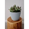 Gėlių vazonas Lamela Magnolia 751-05, plastikinis, baltas