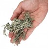 Lolo Pets Classic WIO Bits Kerpės, dekoratyvinis augalas, terariumui, kompaktiškas, 0,5kg, maišas