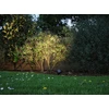 Lubinis šviestuvas Paulmann Garden prožektorius Plug & Shine KIKOLO LED 7.2W 20 laipsnių. 460lm 3000K IP65 24V antracitas