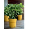 Stefanplast Gėlių vazonas su padėklu Ethica Ø40x39cm garstyčių geltonumo