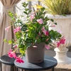Stefanplast gėlių vazonas su padėklu Ethica Ø15x15cm ruda
