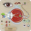 „Masterkidz“ edukacinė taryba „Regėjimo pojūtis“