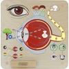 „Masterkidz“ edukacinė taryba „Regėjimo pojūtis“