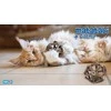 Happet Matatabi &amp; Catnip barškutis