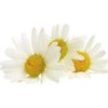 Nikel NIKEL, Kremas nuo spalvos pokyčių su Daisy, 50ml