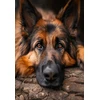 Norimpex *****Deimantinė mozaika pies ow 2003088 30881