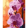 Norimpex Paveikslas skaičiais - Orchidėja 40x50cm