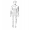 Norimpex *****Model anatomiczny ludzkie ciało 2002087 20875
