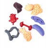 Norimpex *****Model anatomiczny ludzkie ciało 2002087 20875