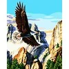 Norimpex Paveikslas skaičiais - Amerikos erelis 40x50cm