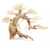 Norimpex Skęstantis bonsai medelis Nr. 13 50x40