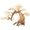 Norimpex Skęstantis bonsai medelis Nr. 13 70x50