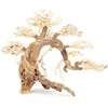 Norimpex Skęstantis bonsai medelis Nr. 13 70x50